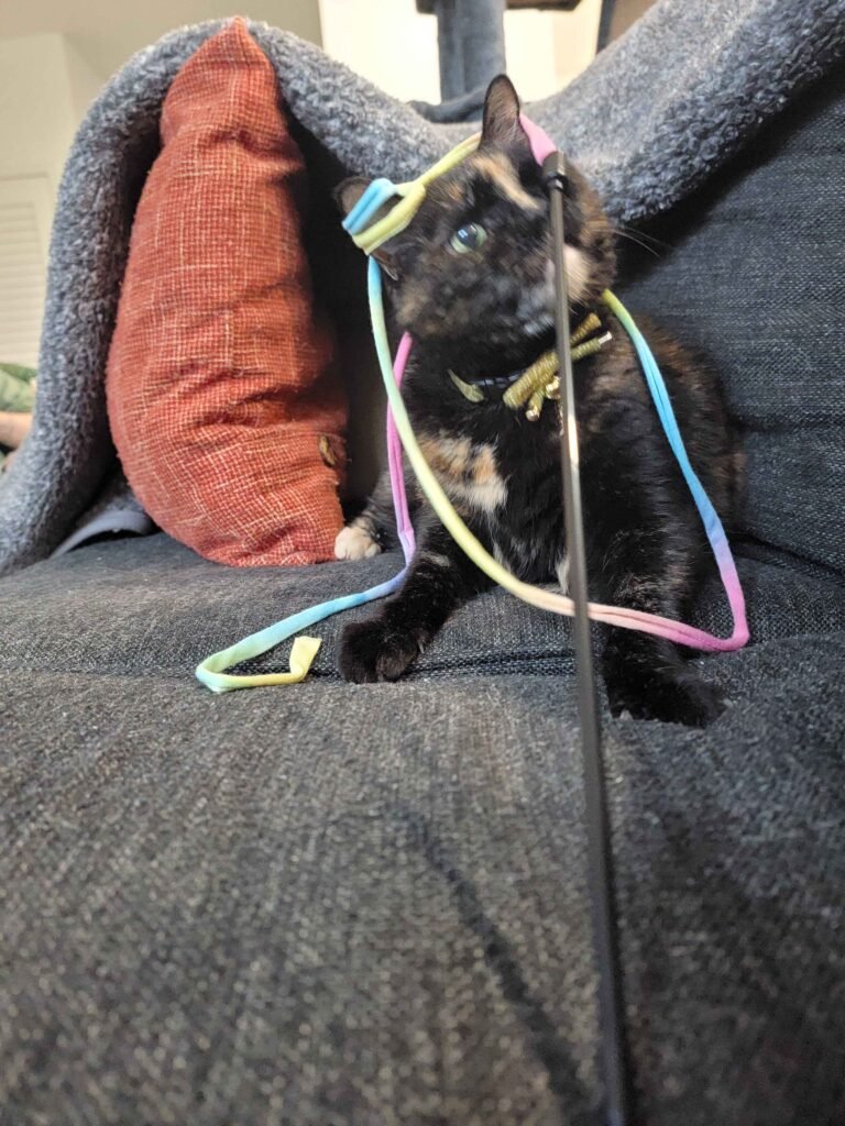 Calico cat with pastel ribbons around its neck, perched on a dark couch with a blue blanket nearby.