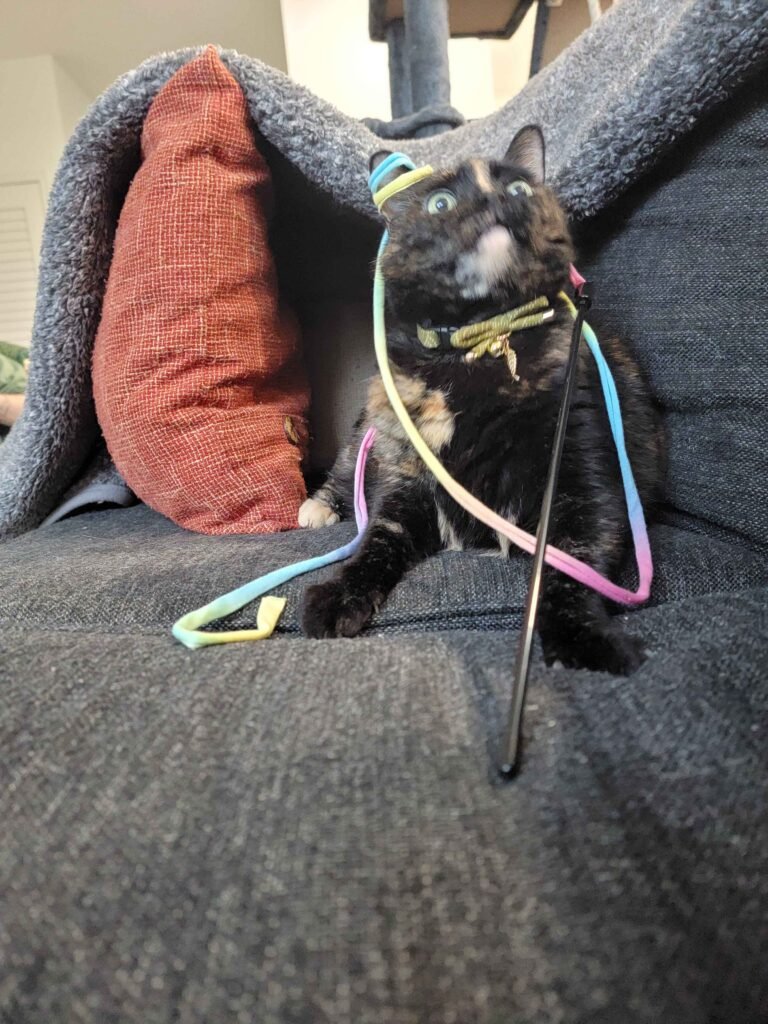 Calico cat wearing multiple colorful collars and leashes sits on a gray couch, looking up with wide eyes under a blue blanket and orange pillow behind it.